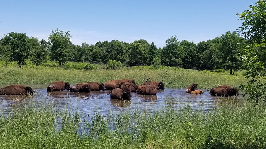 Minneopa State Park Buffalo Minneopa State Park Buffalo